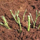 Kako saditi ruže u jesen sa otvorenim korijenskim sistemom